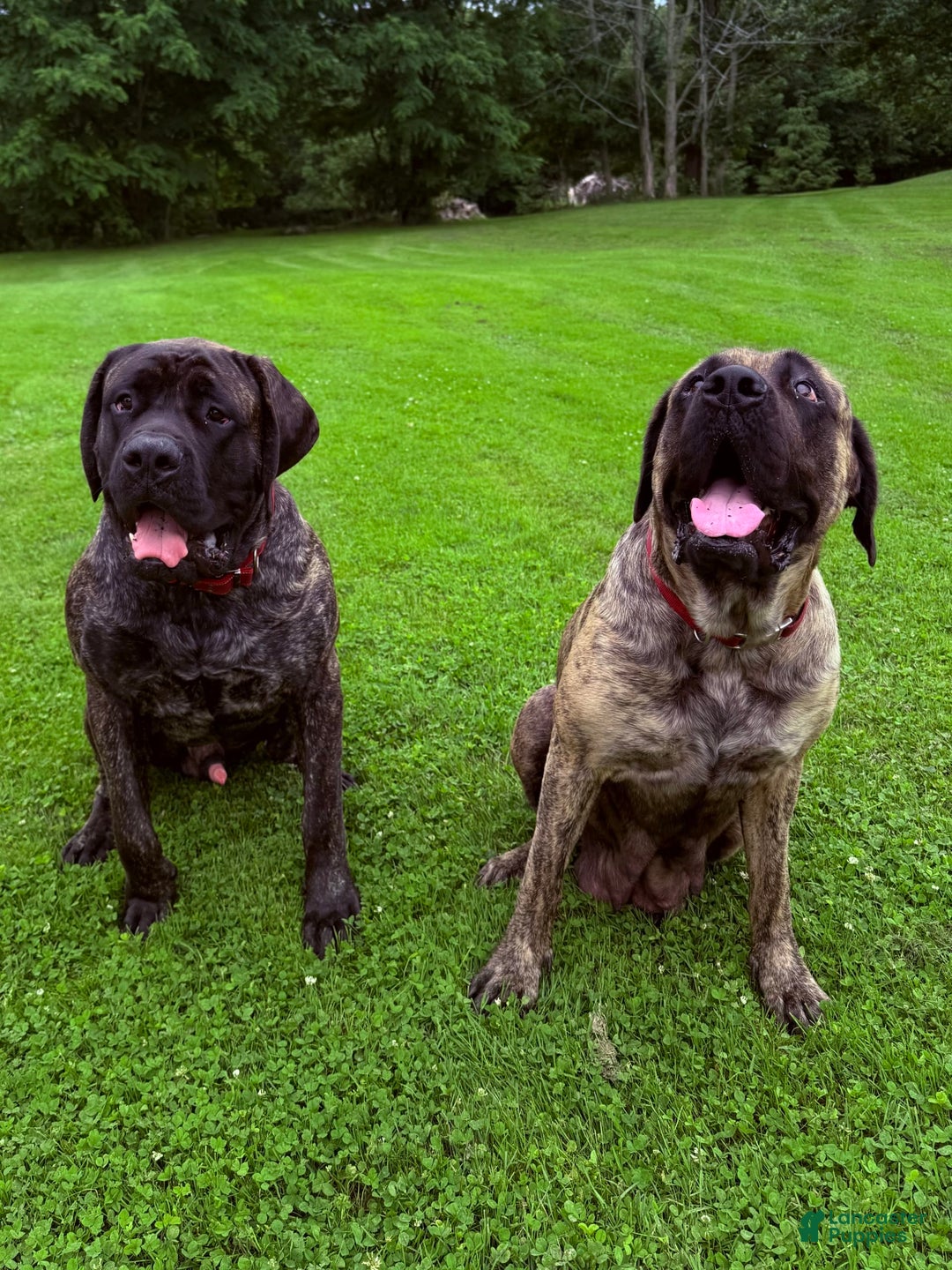 English Mastiff dogs for sale: Angel - Image 4