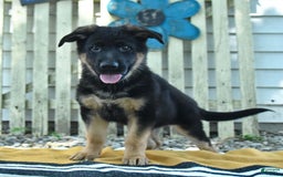 German Shepherd dogs for sale: Meg - Image 2