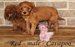 Cavapoo dogs for sale: Red - Image 4