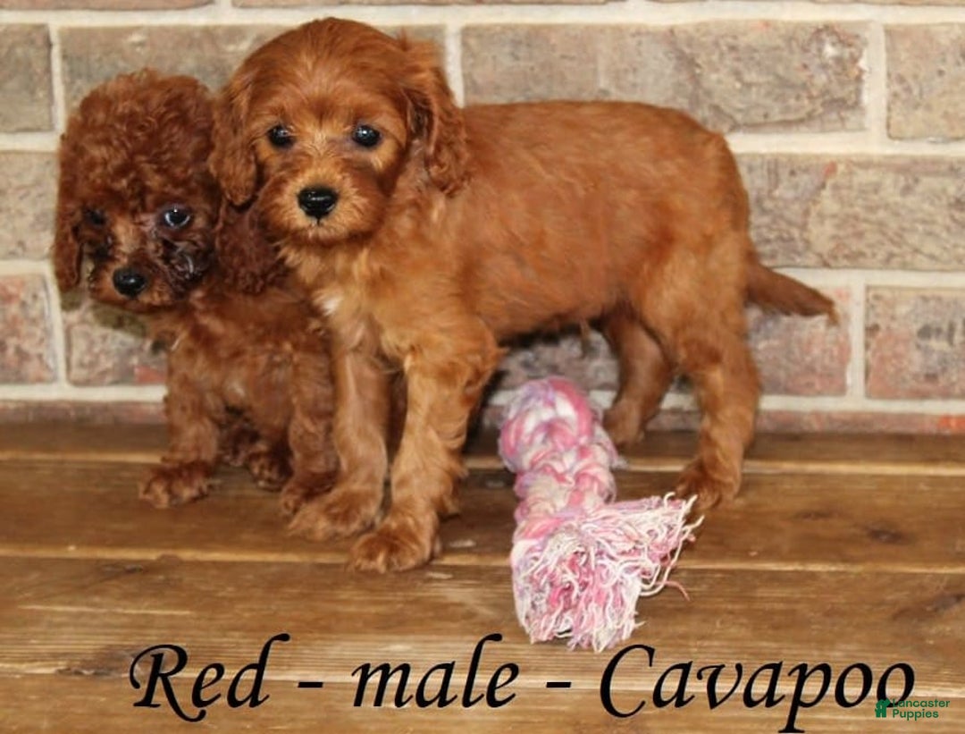 Cavapoo dogs for sale: Red - Image 4