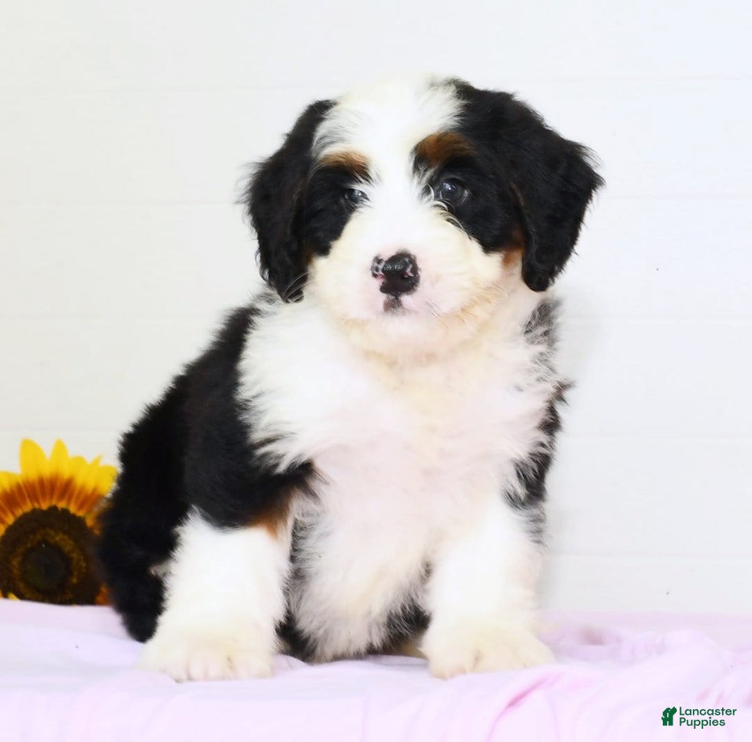 Mini Bernedoodle dogs for sale: Theo - Image 2