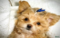 Maltipoo dogs for sale: Red Collared Boy - Image 19