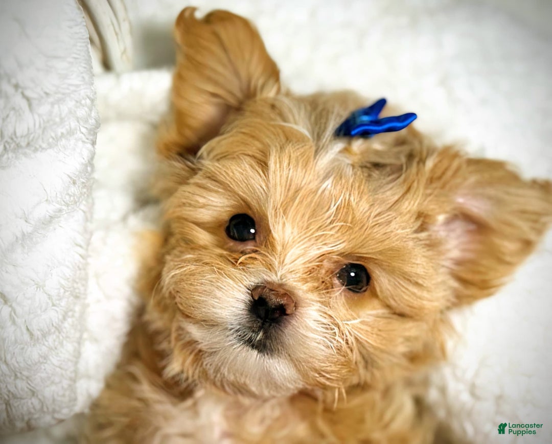 Maltipoo dogs for sale: Red Collared Boy - Image 19