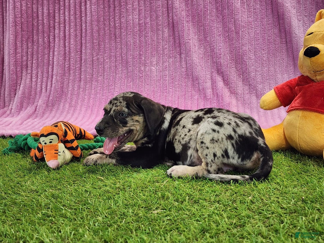 Catahoula Leopard Dog dogs for sale: Duchess 2025 Female 3 - Image 8