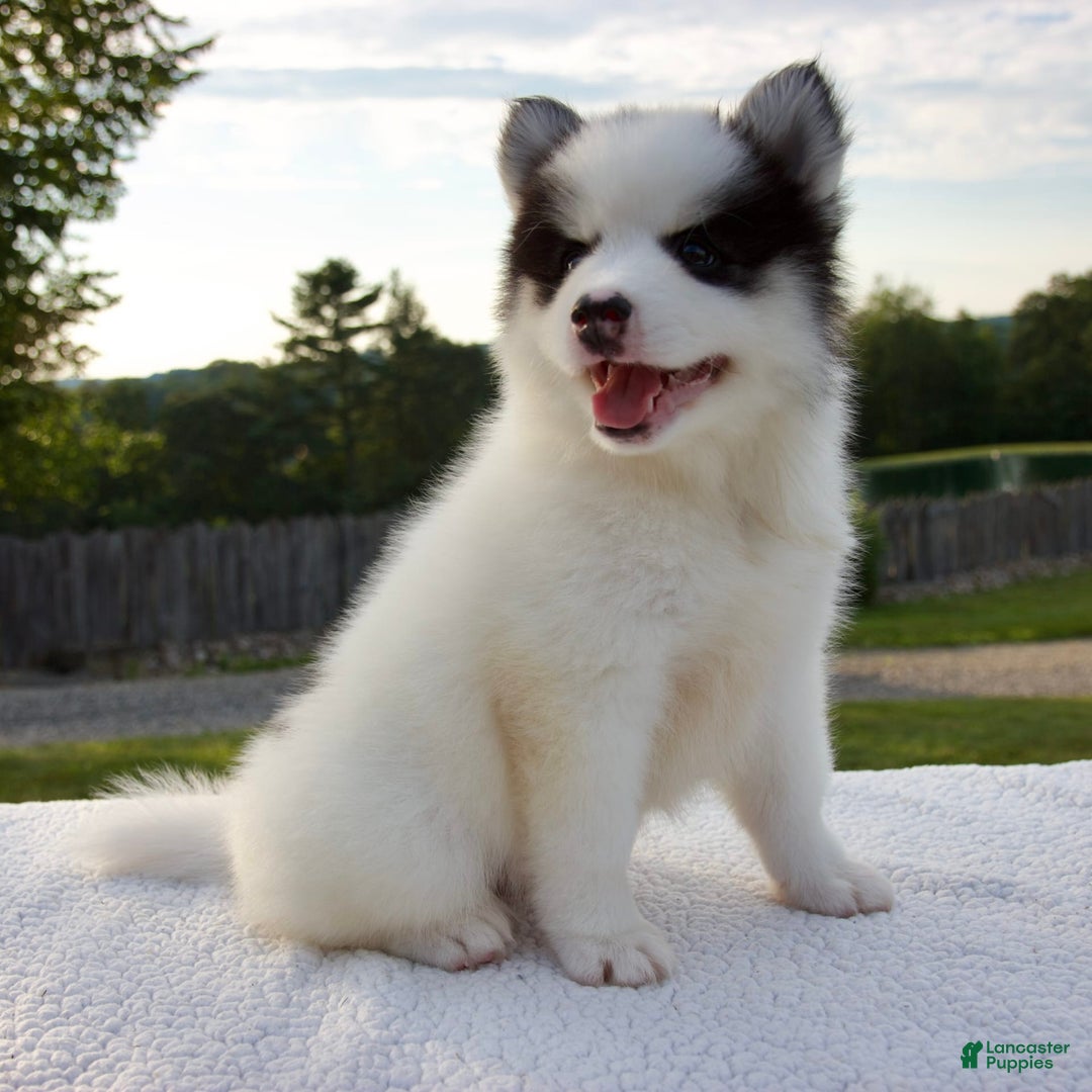 Pomsky dogs for sale: Lado - Image 4