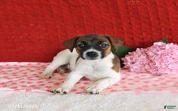 Jack Russell Terrier dogs for sale: Rosie - Image 1