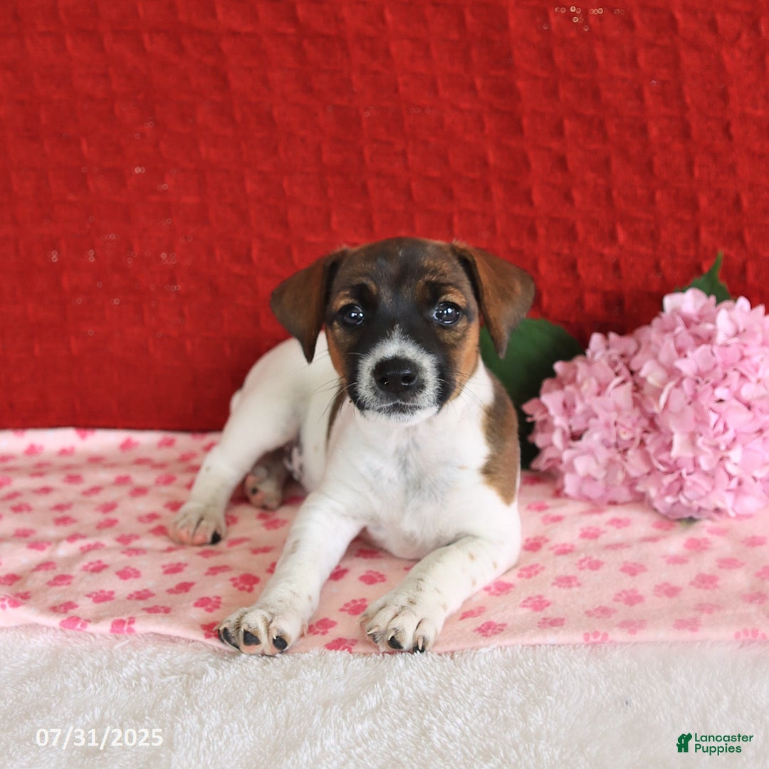 Jack Russell Terrier dogs for sale: Rosie - Image 1