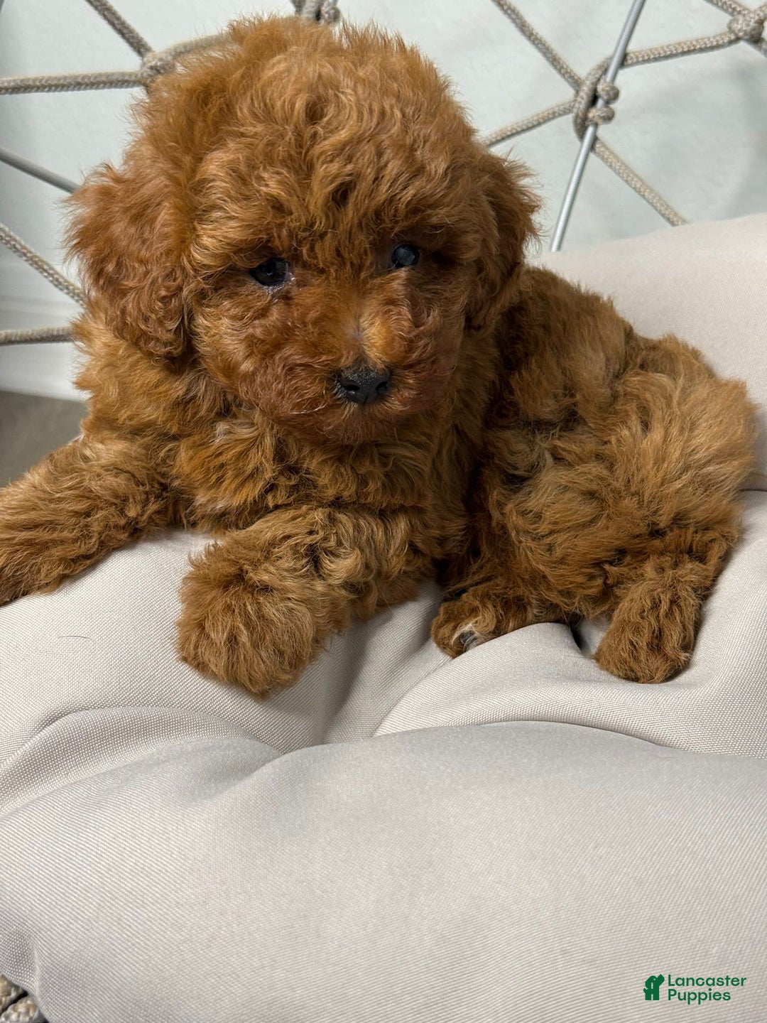 Toy Poodle dogs for sale: Potter - Image 3