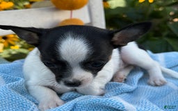 Chihuahua dogs for sale: Chihuahua 3 puppies - Image 12