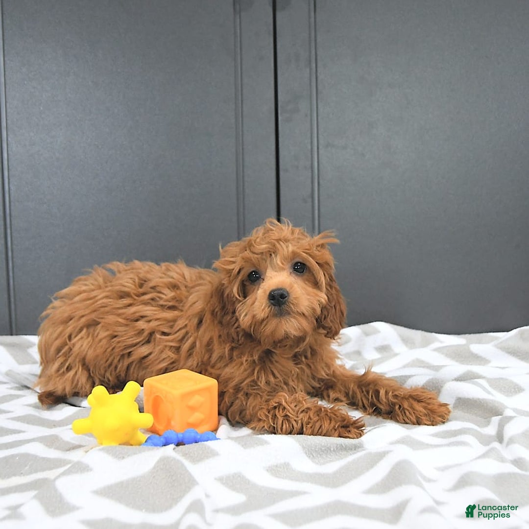 Mini Goldendoodle dogs for sale: Miley - Image 8