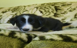 Border Collie dogs for sale: Buddy - Image 3