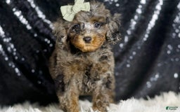 Miniature Poodle dogs for sale: Ziggy - Image 3
