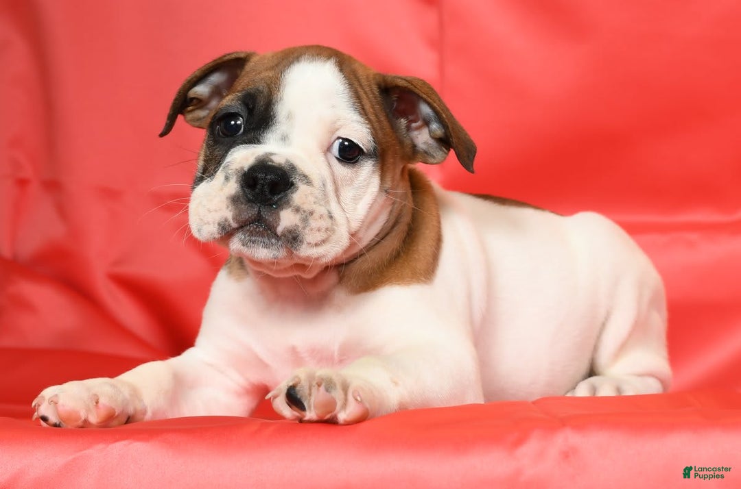 Beabull dogs for sale: King - Image 6