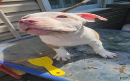 American Bully dogs for sale: Aphrodite - Image 4
