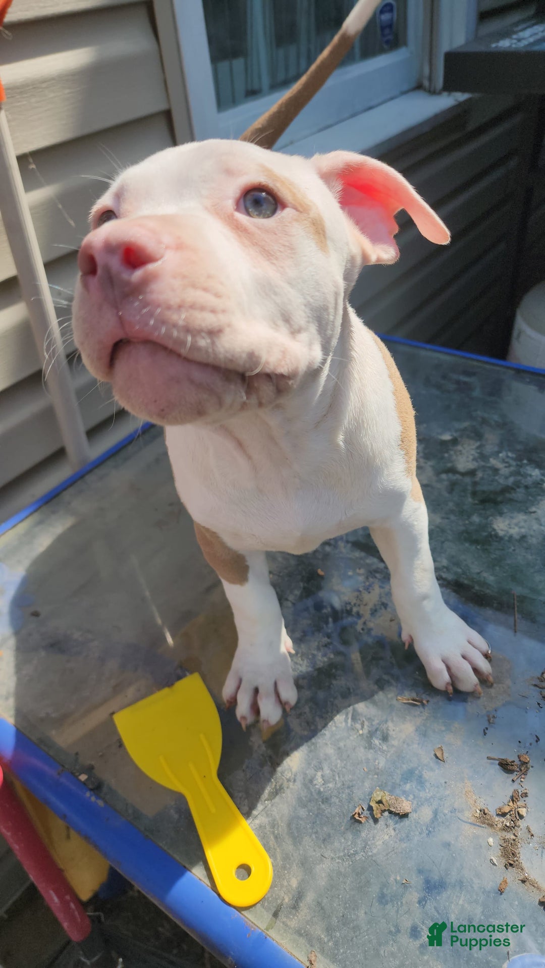 American Bully dogs for sale: Aphrodite - Image 4
