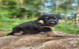 German Shepherd dogs for sale: Kimber - Image 13