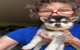 Alaskan Klee Kai dogs for sale: Blue Adam - Image 2