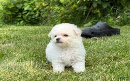 Bichon Frise dogs for sale: Little Princess - Listing for pets: Little Princess, Prince - Image 7