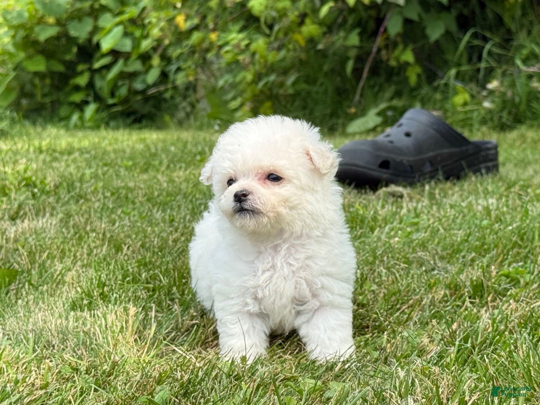 Bichon Frise dogs for sale: Little Princess - Listing for pets: Little Princess, Prince - Image 7