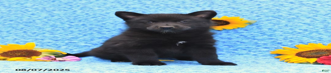 Morgan