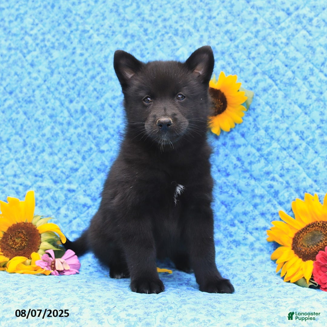 Pomsky dogs for sale: Morgan - Image 1