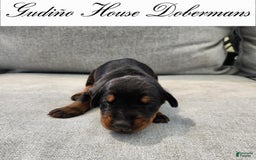 Doberman Pinscher dogs for sale: Yellow Collar Female - Image 7