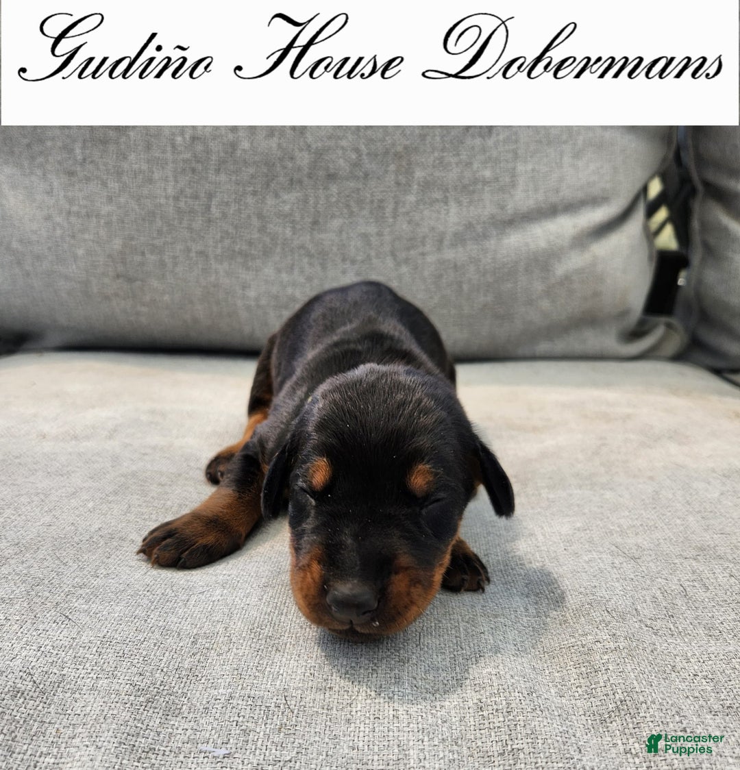 Doberman Pinscher dogs for sale: Yellow Collar Female - Image 7