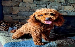 Miniature Poodle dogs for stud: Rusty Knight of Eagles Wings - Image 6