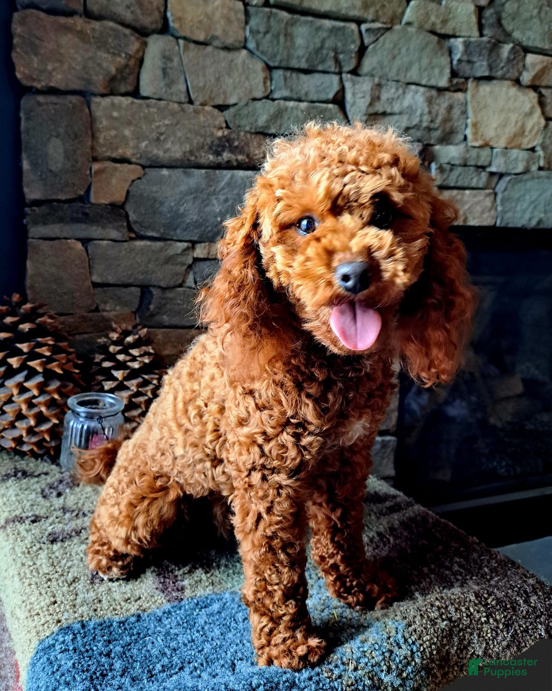 Miniature Poodle dogs for stud: Rusty Knight of Eagles Wings - Image 6