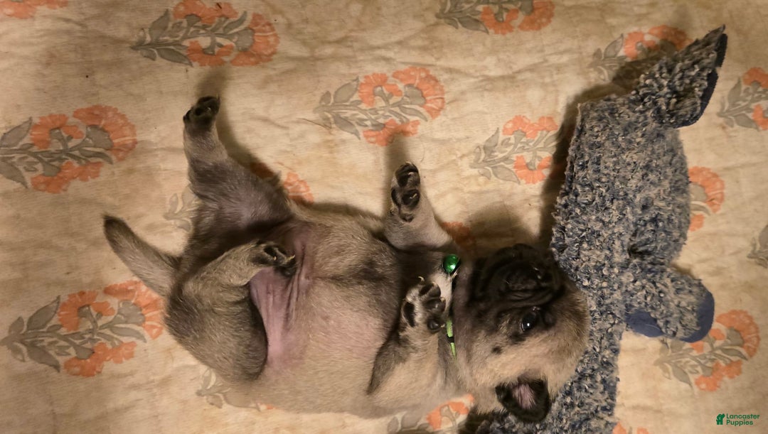 Pug dogs for sale: Derek - Image 5