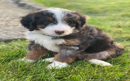 Mini Bernedoodle dogs for sale: Lincoln - Image 4