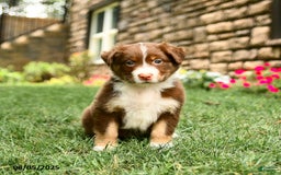 Australian Shepherd dogs for sale: Australian Shepherd 10 puppies - Image 27