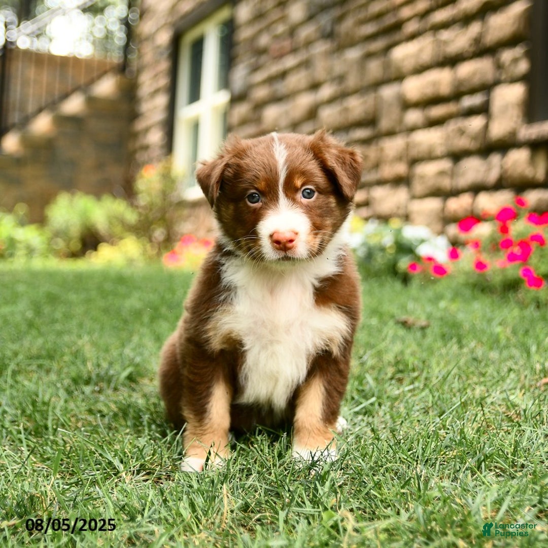 Australian Shepherd dogs for sale: Australian Shepherd 10 puppies - Image 27