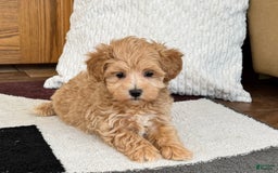 Maltipoo dogs for sale: Gordon - Image 2