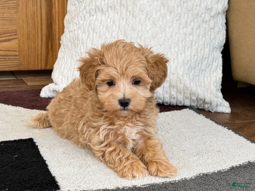 Maltipoo dogs for sale: Gordon - Image 2