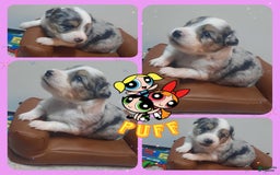 Miniature Australian Shepherd dogs for sale: Puff - Image 8