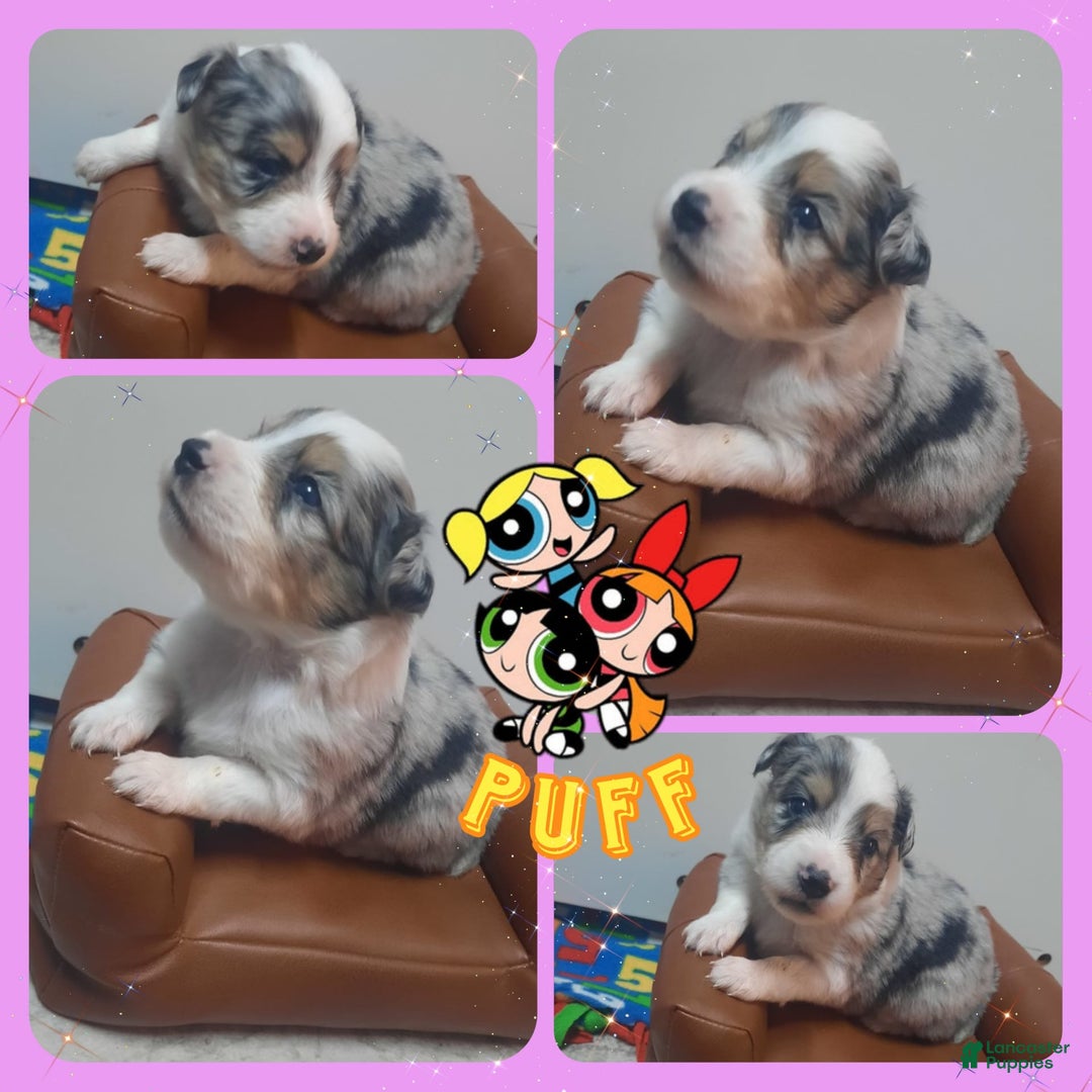Miniature Australian Shepherd dogs for sale: Puff - Image 8