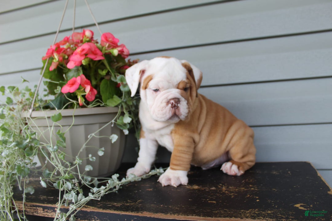 English Bulldog dogs for sale: Rippley - Image 10