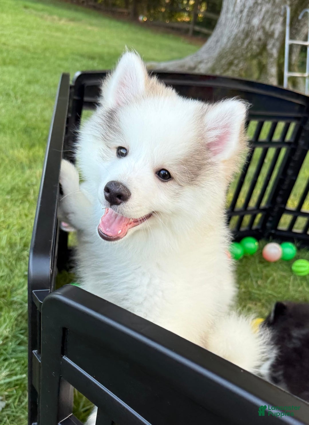 Pomsky dogs for sale: Loki - Image 4