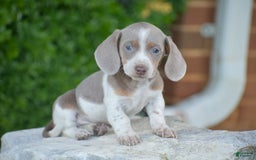 Dachshund dogs for sale: Jake - Image 10