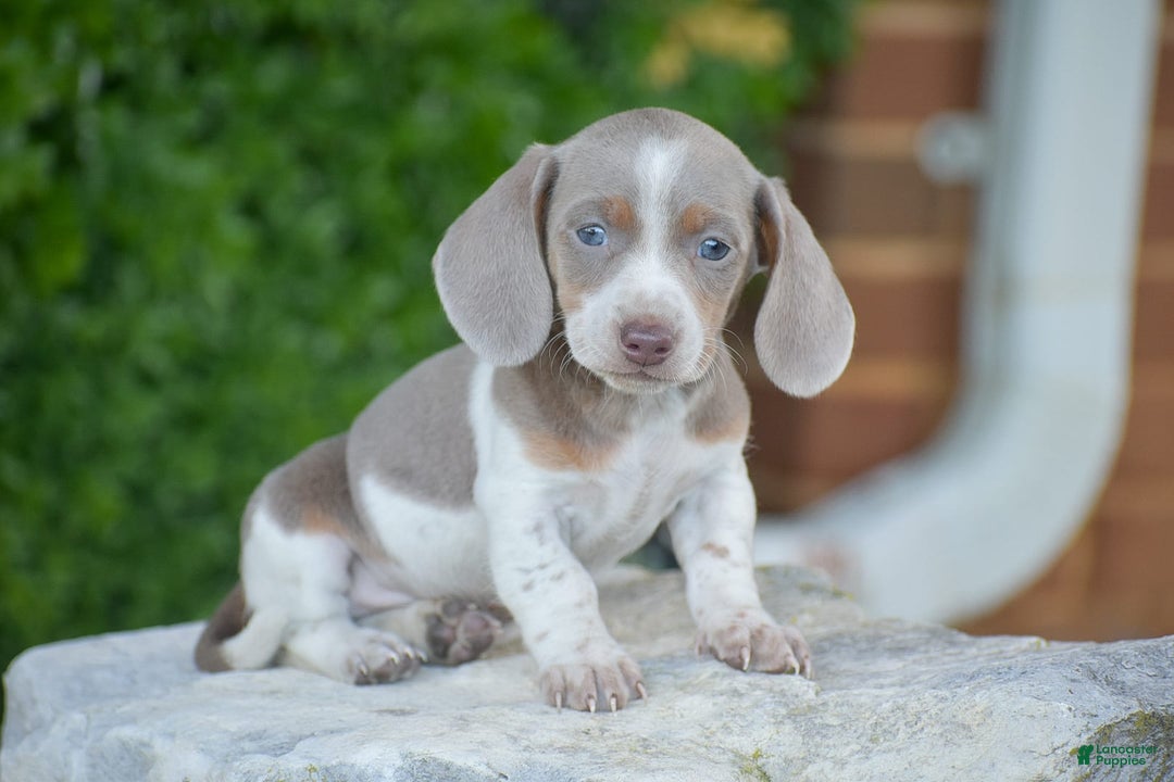 Dachshund dogs for sale: Jake - Image 10