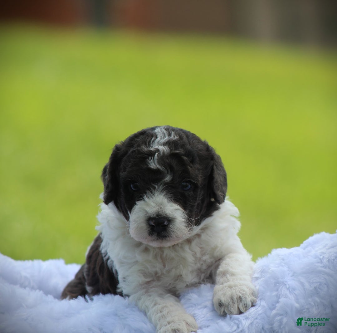 Cockapoo dogs for sale: Mohawk - Image 3