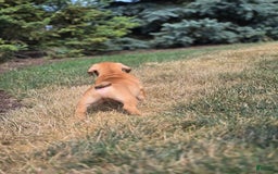 English Bulldog dogs for sale: Hunter - Image 4