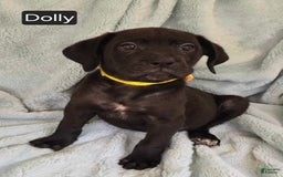 Cane Corso dogs for sale: Dolly - Image 2
