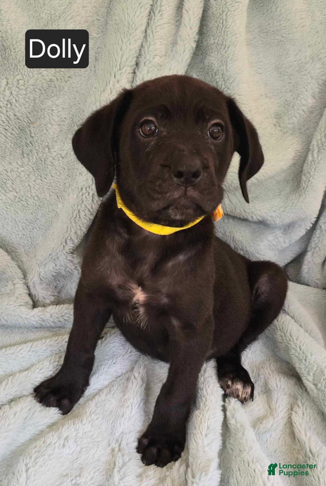 Cane Corso dogs for sale: Dolly - Image 2