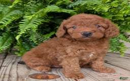 Mini Goldendoodle dogs for sale: Mini -lilly - Image 8