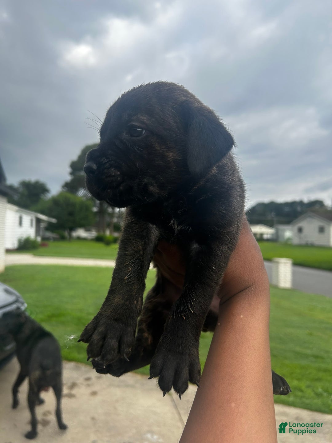 Cane Corso dogs for sale: Buddy - Image 3