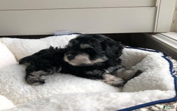 Miniature Schnauzer dogs for sale: Jake - Image 1