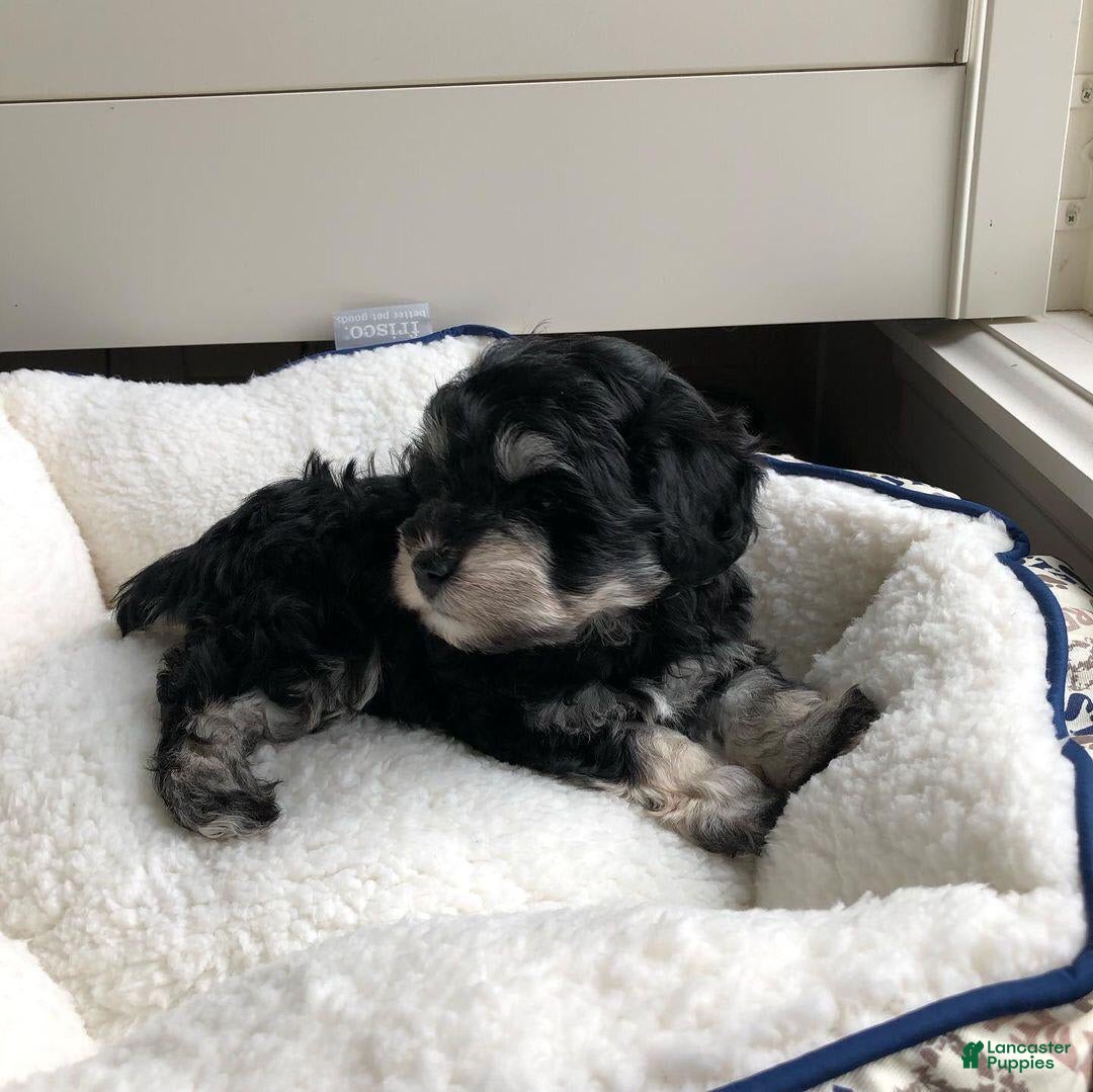 Miniature Schnauzer dogs for sale: Jake - Image 1