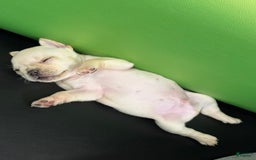 French Bulldog dogs for sale: Soilder - Image 5